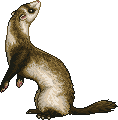 unnamed Talioferret