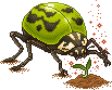 Vasant Beetle